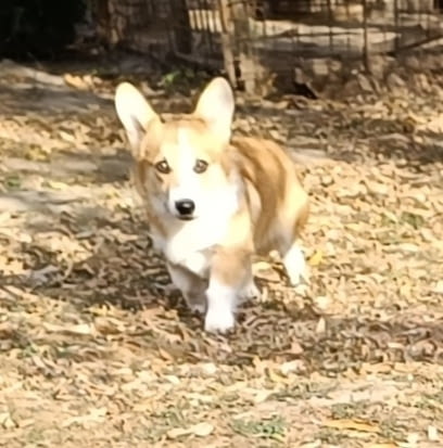 Male Welsh Corgi puppy Другa, 6 месеца - град Извън България | Кучета - снимка 5