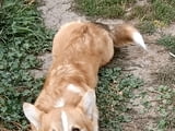 Male Welsh Corgi puppy