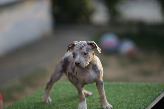 American Pitbull Terrier Бултериер, 3 месеца - град Извън България | Кучета - снимка 1