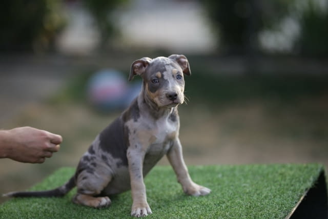 American Pitbull Terrier Бултериер, 3 месеца - град Извън България | Кучета - снимка 3