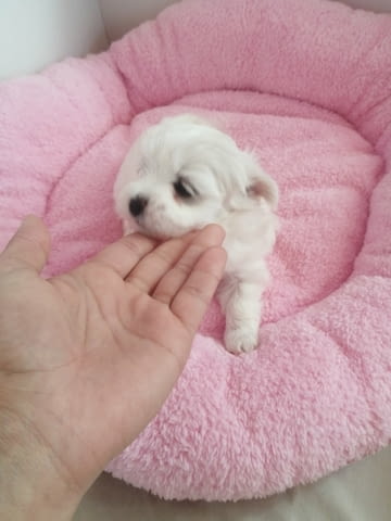 Малтийска болонка Maltese Bolonese, 2 Months, Vaccinated - Yes - city of Sofia | Dogs - снимка 5