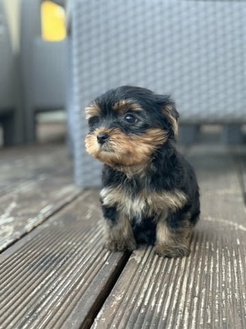 Yorkshire terriers for sale Другa, 2 месеца - град Извън България | Кучета - снимка 1