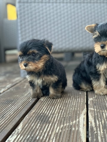 Yorkshire terriers for sale Другa, 2 месеца - град Извън България | Кучета - снимка 2