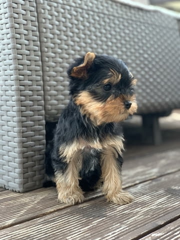 Yorkshire terriers for sale Другa, 2 месеца - град Извън България | Кучета - снимка 3