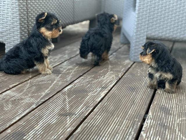 Yorkshire terriers for sale Другa, 2 месеца - град Извън България | Кучета - снимка 4