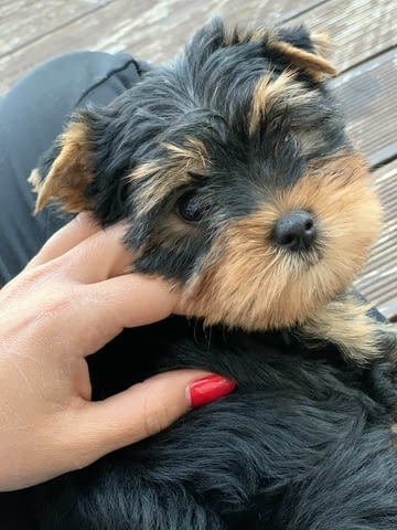 Yorkshire terriers for sale Другa, 2 месеца - град Извън България | Кучета - снимка 5