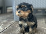 Yorkshire terriers for sale