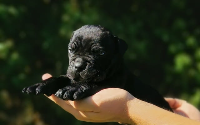 Кане Корсо кученца ПРЕПОРЪКА Kanekorso, Vaccinated - Yes, Dewormed - Yes - city of Izvun Bulgaria | Dogs - снимка 3