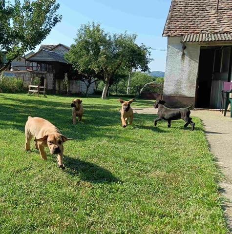 Boerboel-South African Mastiff Мастиф, 3 месеца - град Извън България | Кучета - снимка 2