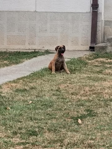 Boerboel-South African Mastiff Мастиф, 3 месеца - град Извън България | Кучета - снимка 3