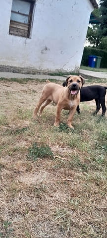 Boerboel-South African Mastiff Мастиф, 3 месеца - град Извън България | Кучета - снимка 5