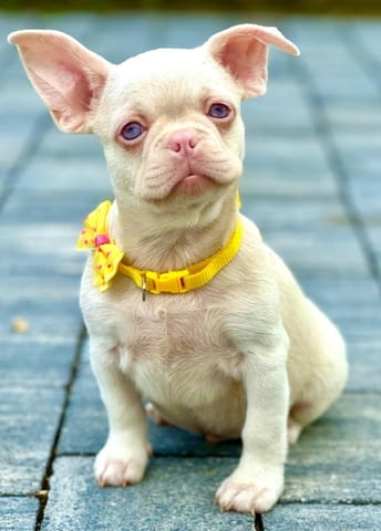 Розови френски булдочета French Bulldog, Vaccinated - Yes, Dewormed - Yes - city of Izvun Bulgaria | Dogs - снимка 1