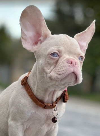 Розови френски булдочета French Bulldog, Vaccinated - Yes, Dewormed - Yes - city of Izvun Bulgaria | Dogs - снимка 4