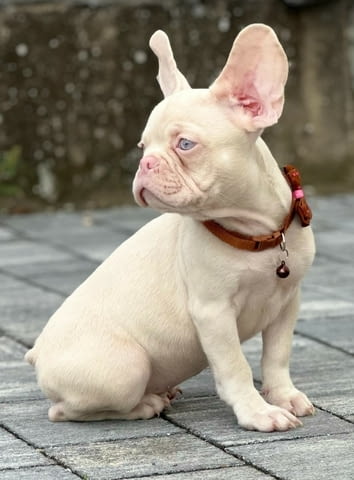 Розови френски булдочета French Bulldog, Vaccinated - Yes, Dewormed - Yes - city of Izvun Bulgaria | Dogs - снимка 5