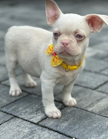 Розови френски булдочета French Bulldog, Vaccinated - Yes, Dewormed - Yes - city of Izvun Bulgaria | Dogs - снимка 6