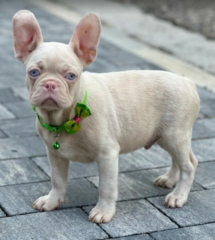 Розови френски булдочета French Bulldog, Vaccinated - Yes, Dewormed - Yes - city of Izvun Bulgaria | Dogs - снимка 7