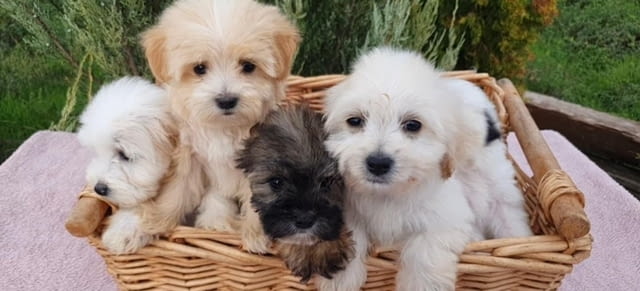 Красиви кученца MALTIPOO Пудел мини, 2 месеца, Ваксинирано - Да - град Извън България | Кучета - снимка 1