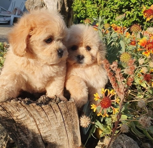 Красиви кученца MALTIPOO Пудел мини, 2 месеца, Ваксинирано - Да - град Извън България | Кучета - снимка 2