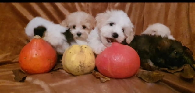 Красиви кученца MALTIPOO Пудел мини, 2 месеца, Ваксинирано - Да - град Извън България | Кучета - снимка 3