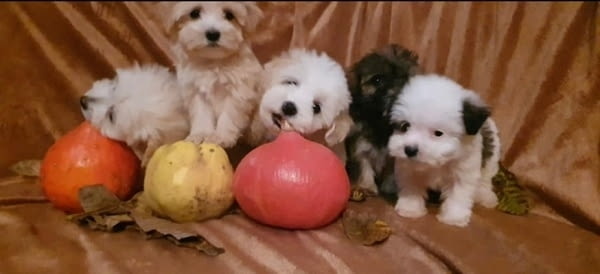 Красиви кученца MALTIPOO Пудел мини, 2 месеца, Ваксинирано - Да - град Извън България | Кучета - снимка 4