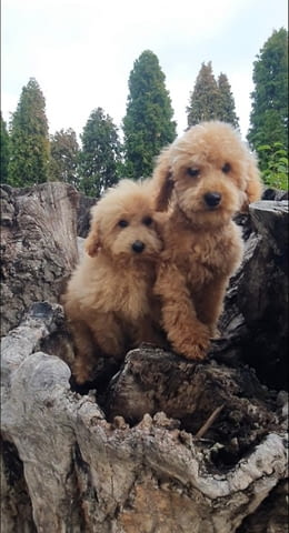 Красиви кученца MALTIPOO Пудел мини, 2 месеца, Ваксинирано - Да - град Извън България | Кучета - снимка 6