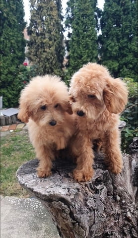 Красиви кученца MALTIPOO Пудел мини, 2 месеца, Ваксинирано - Да - град Извън България | Кучета - снимка 7