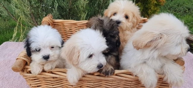 Красиви кученца MALTIPOO Пудел мини, 2 месеца, Ваксинирано - Да - град Извън България | Кучета - снимка 8