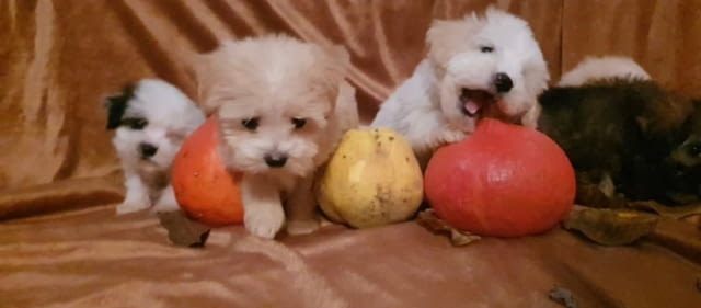 Красиви кученца MALTIPOO Пудел мини, 2 месеца, Ваксинирано - Да - град Извън България | Кучета - снимка 11