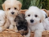 Красиви кученца MALTIPOO