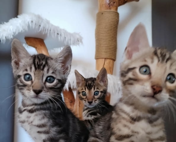 Бенгалски котенца Bengal, Vaccine - Yes, Dewormed - Yes - city of Izvun Bulgaria | Cats - снимка 2