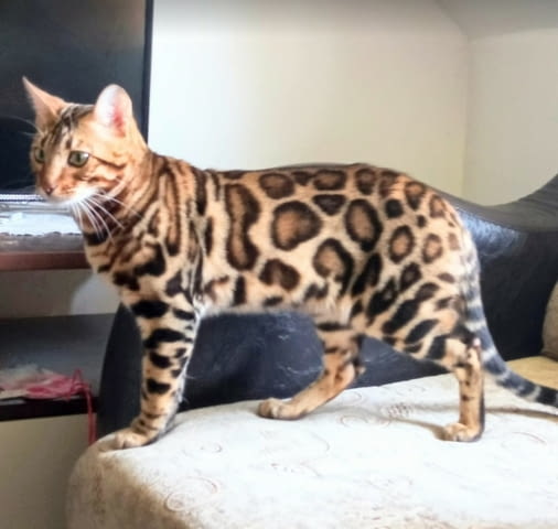 Бенгалски котенца Bengal, Vaccine - Yes, Dewormed - Yes - city of Izvun Bulgaria | Cats - снимка 3