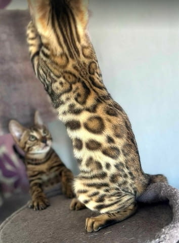 Бенгалски котенца Bengal, Vaccine - Yes, Dewormed - Yes - city of Izvun Bulgaria | Cats - снимка 7