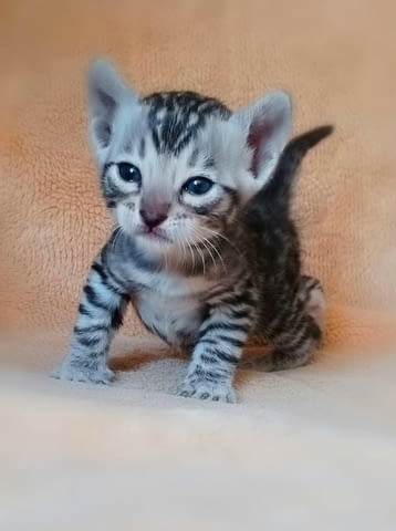 Бенгалски котенца Bengal, Vaccine - Yes, Dewormed - Yes - city of Izvun Bulgaria | Cats - снимка 8