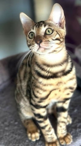 Бенгалски котенца Bengal, Vaccine - Yes, Dewormed - Yes - city of Izvun Bulgaria | Cats - снимка 9