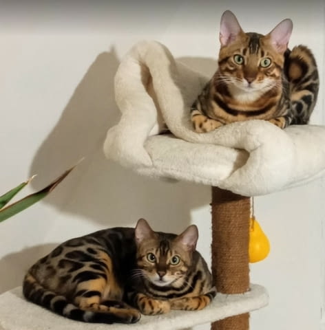 Бенгалски котенца Bengal, Vaccine - Yes, Dewormed - Yes - city of Izvun Bulgaria | Cats - снимка 10