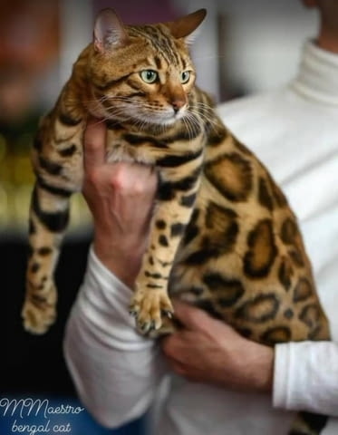 Бенгалски котенца Bengal, Vaccine - Yes, Dewormed - Yes - city of Izvun Bulgaria | Cats - снимка 11