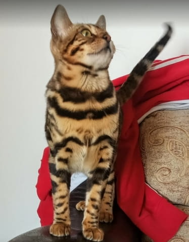 Бенгалски котенца Bengal, Vaccine - Yes, Dewormed - Yes - city of Izvun Bulgaria | Cats - снимка 12