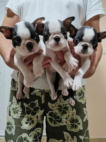 Кученца Boston Terrier за продажба Бостънски териер, Ваксинирано - Да, Обезпаразитено - Да - град Извън България | Кучета - снимка 1