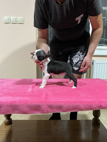 Кученца Boston Terrier за продажба Бостънски териер, Ваксинирано - Да, Обезпаразитено - Да - град Извън България | Кучета - снимка 2