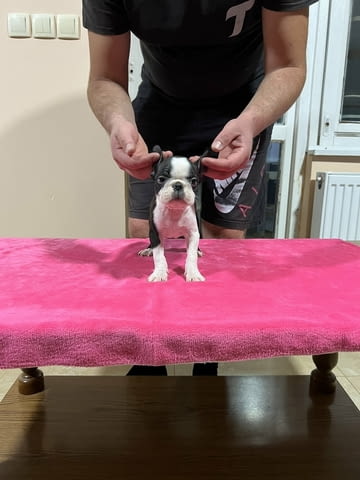 Кученца Boston Terrier за продажба Бостънски териер, Ваксинирано - Да, Обезпаразитено - Да - град Извън България | Кучета - снимка 3