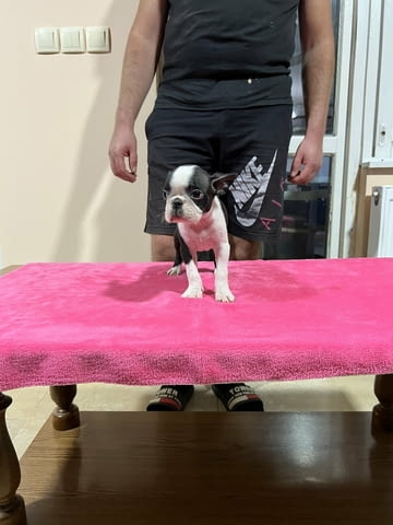 Кученца Boston Terrier за продажба Бостънски териер, Ваксинирано - Да, Обезпаразитено - Да - град Извън България | Кучета - снимка 4