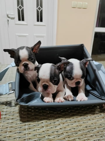 Кученца Boston Terrier за продажба Бостънски териер, Ваксинирано - Да, Обезпаразитено - Да - град Извън България | Кучета - снимка 5