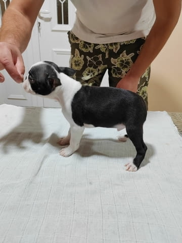 Кученца Boston Terrier за продажба Бостънски териер, Ваксинирано - Да, Обезпаразитено - Да - град Извън България | Кучета - снимка 7