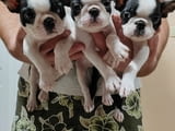 Кученца Boston Terrier за продажба