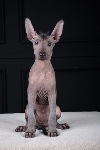 Кученца Xoloitzcuintle (мексиканско голо куче)., град Извън България | Кучета - снимка 1