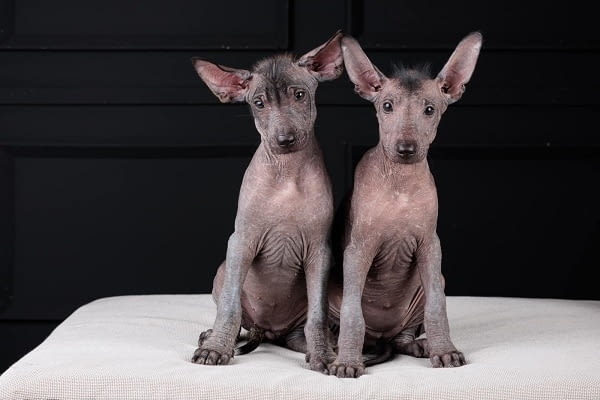 Кученца Xoloitzcuintle (мексиканско голо куче)., град Извън България | Кучета - снимка 2