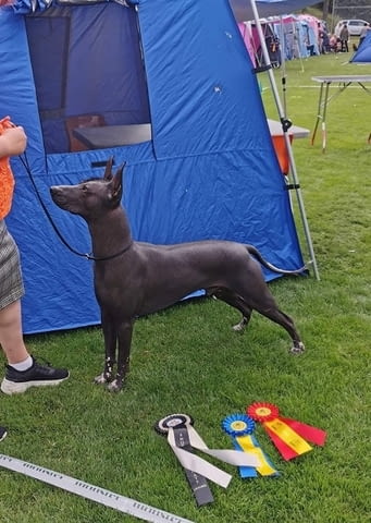 Кученца Xoloitzcuintle (мексиканско голо куче)., град Извън България | Кучета - снимка 6