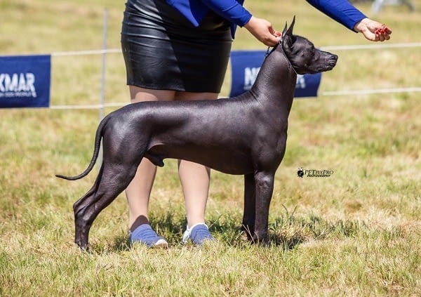 Кученца Xoloitzcuintle (мексиканско голо куче)., град Извън България | Кучета - снимка 7