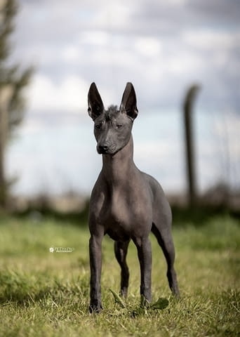 Кученца Xoloitzcuintle (мексиканско голо куче)., град Извън България | Кучета - снимка 9