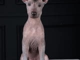 Кученца Xoloitzcuintle (мексиканско голо куче).